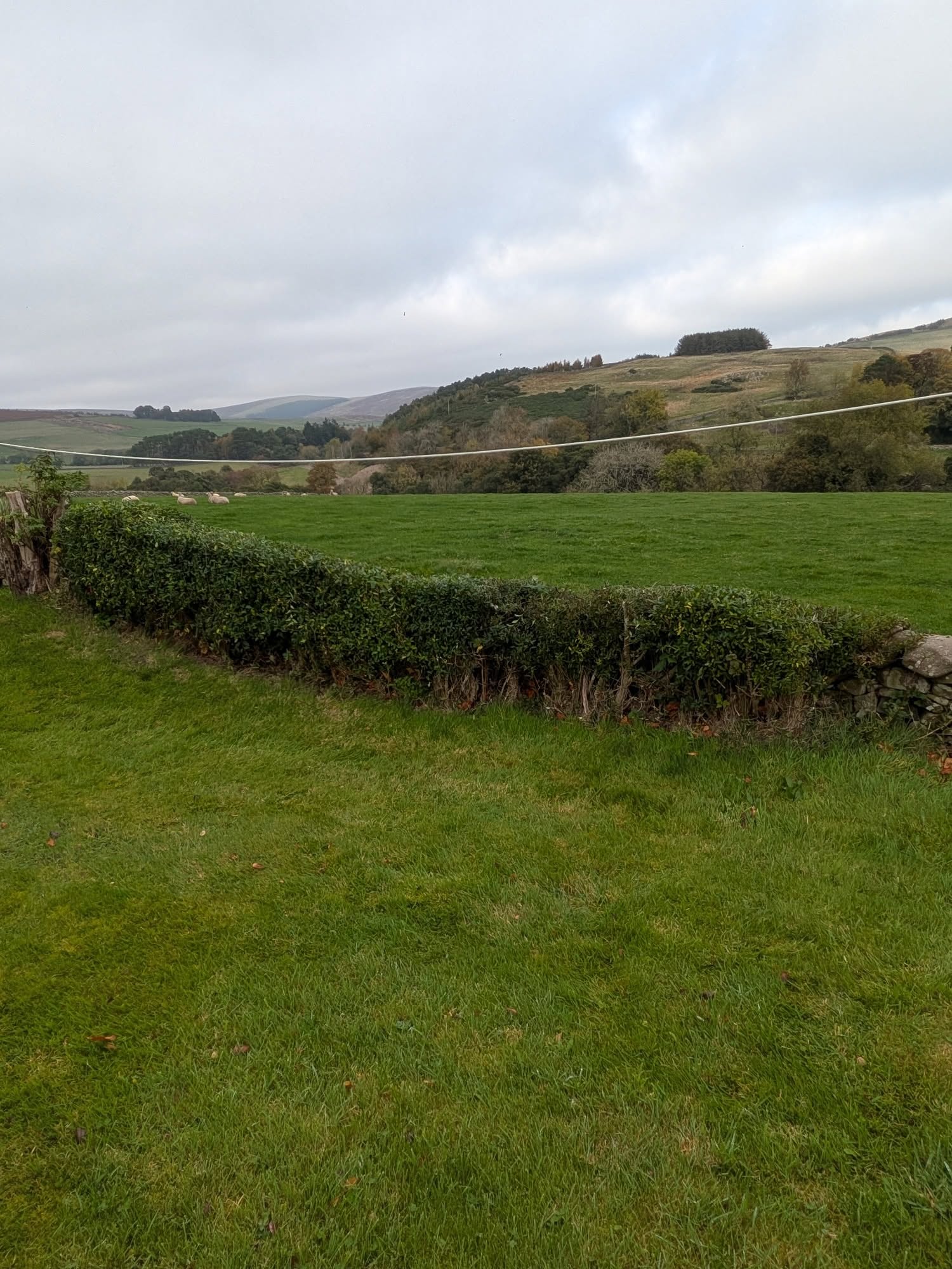 A trimmed hedge beside a field with a stone wall